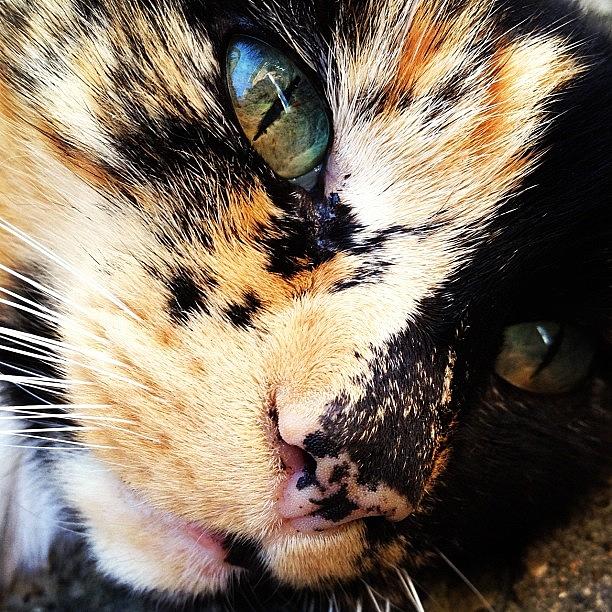 Cat Photograph - Close Up #catstagram #cat #cats by Charlotte Turville