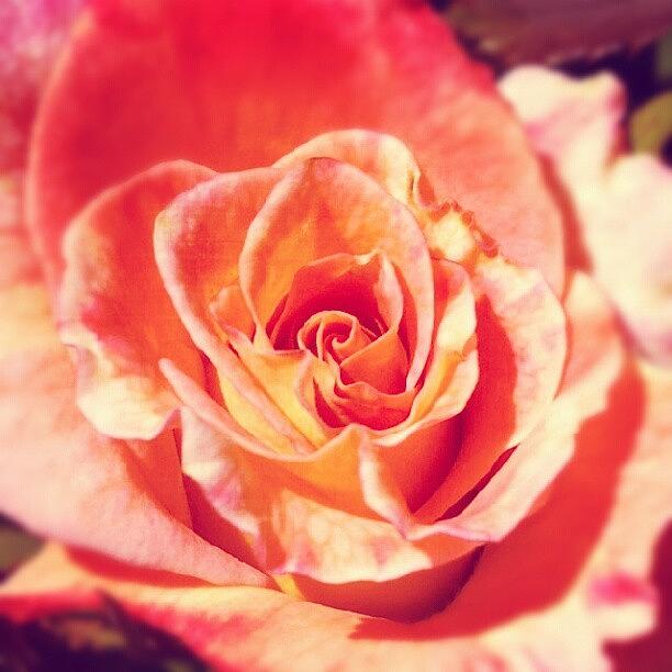 Flowers Still Life Photograph - Close Up #closeupnotmacro #closeup by Joy O