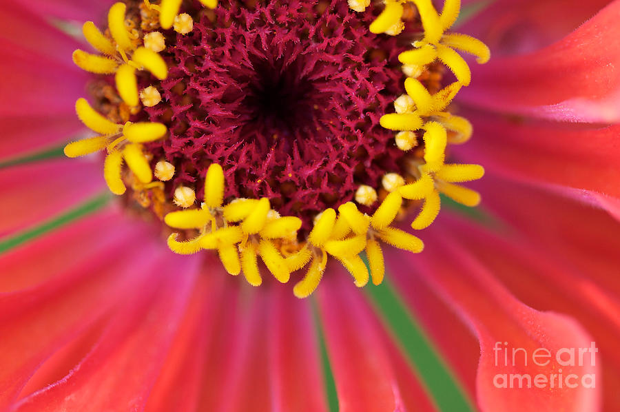 Nature Photograph - Close up Dahlia by Brooke Roby
