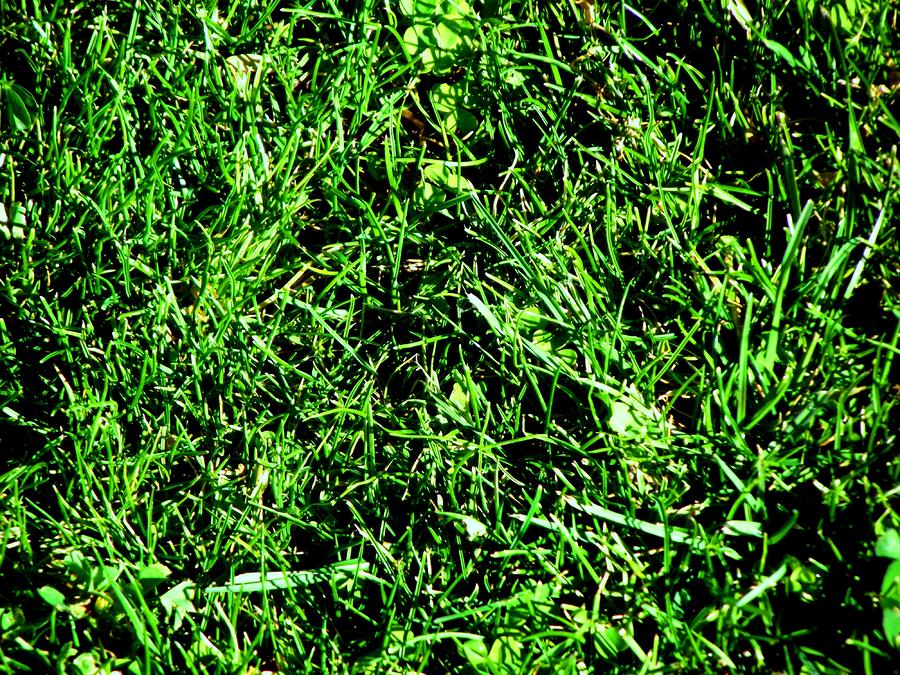 Close up Grass and Clover Photograph by Jayne Kerr 
