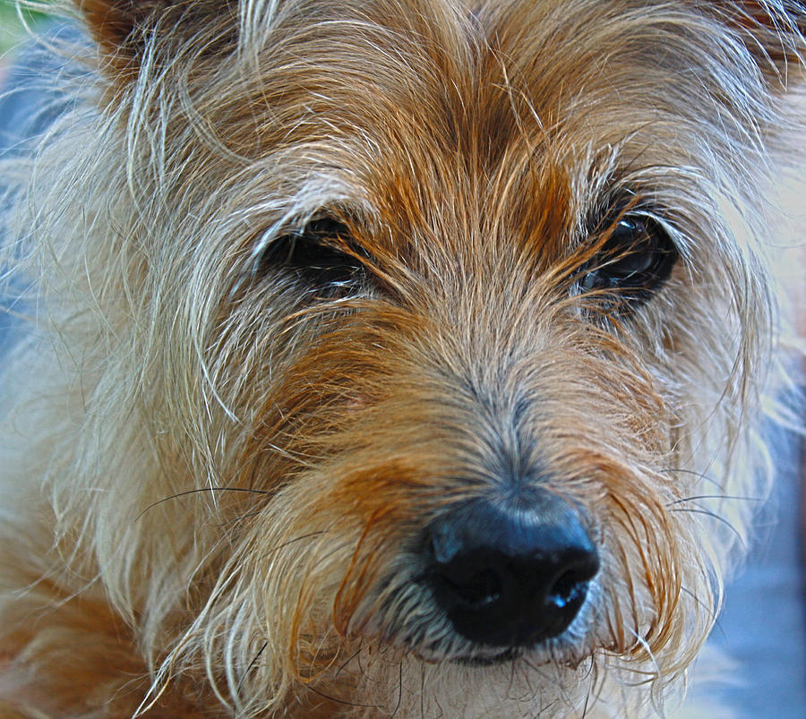 Close Up Of A Cairn Terrier Photograph by Barbara Dean
