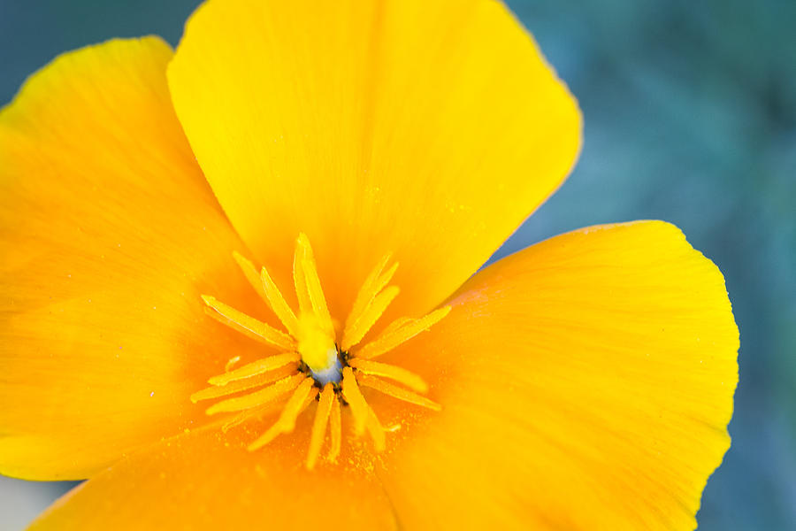 Close Up Of A California Poppy Photograph by Dina Calvarese