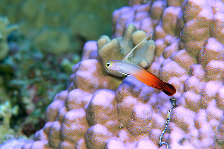 Close Up Of A Fire Dart Fish, Okinawa, Japan Photograph by Mixa Close Up Of A Fire Dart Fish, Okinawa, Japan Photograph by Mixa