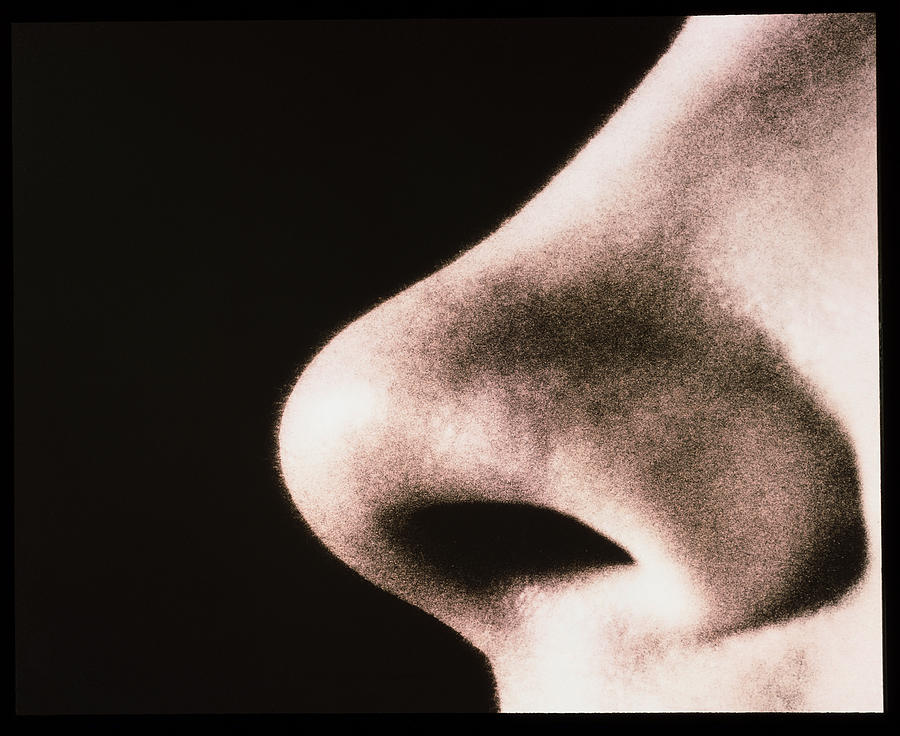human nose close up