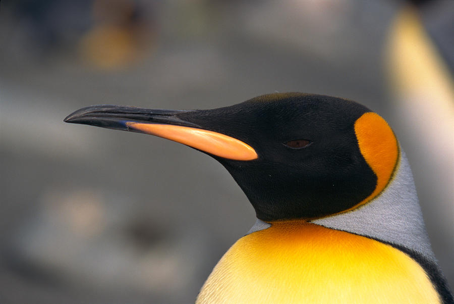 Close Up Of A King Penguin by Jupiterimages