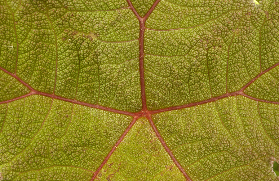Close-up Of A Leaf In The Cloud Forest Photograph by Pete Oxford