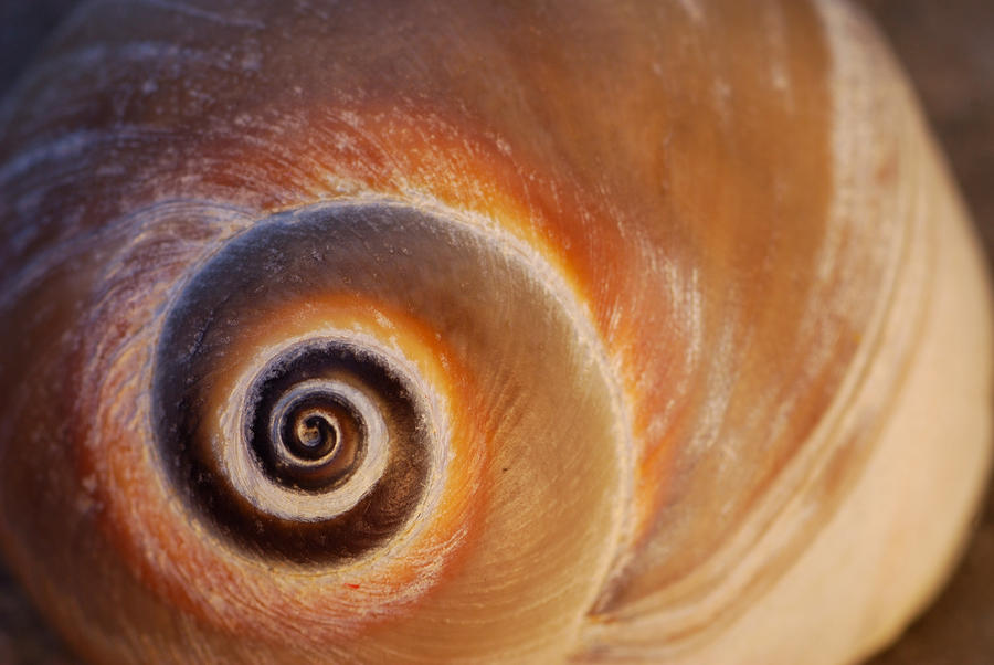 Close Up Of A Moon Snail Shell Showing Photograph by Darlyne A. Murawski