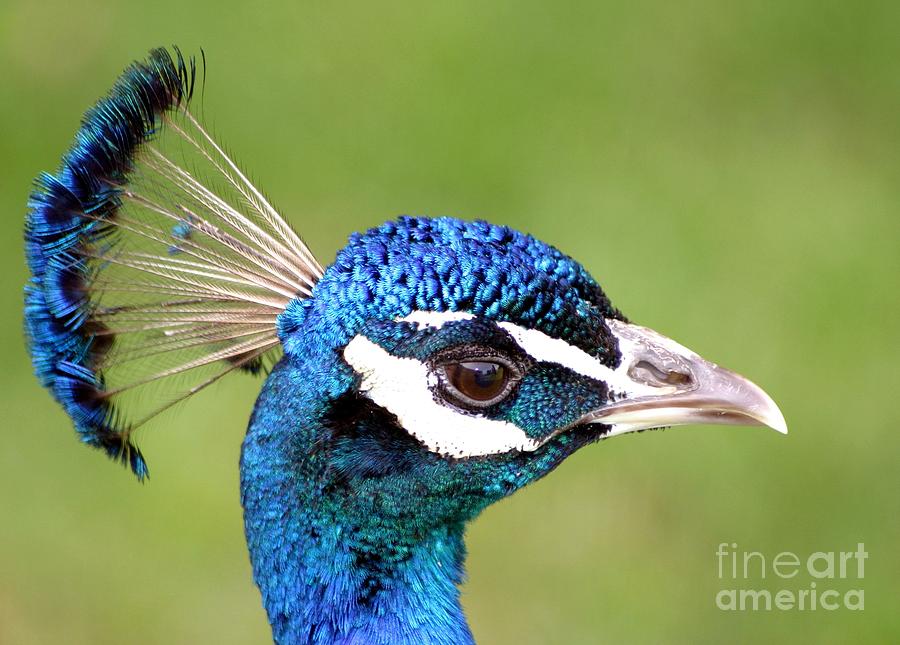 Close Up Of A Peacock Photograph by Living Color Photography Lorraine Lynch