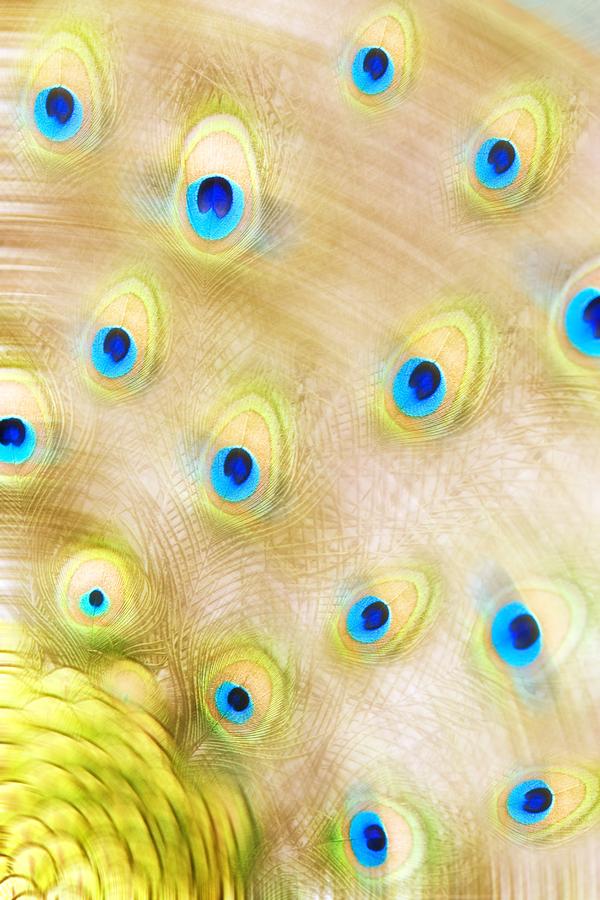 Close Up Of A Peacock Tail Photograph