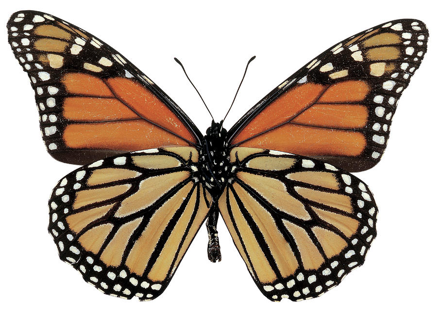 Close-up Of A Plexippus Danaus Butterfly Photograph by Stockbyte