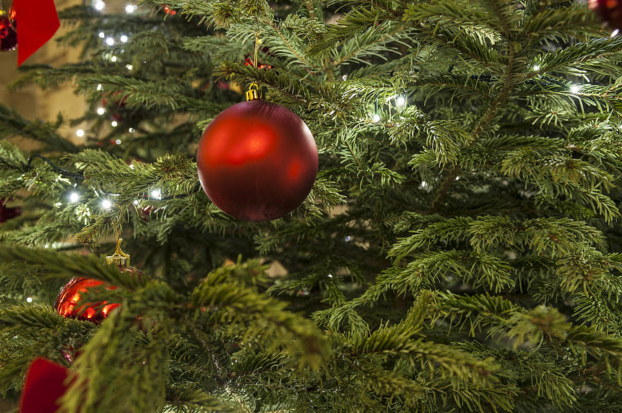 Close-up Of A Red Bauble On A Christmas Tree Photograph by Liam Bailey