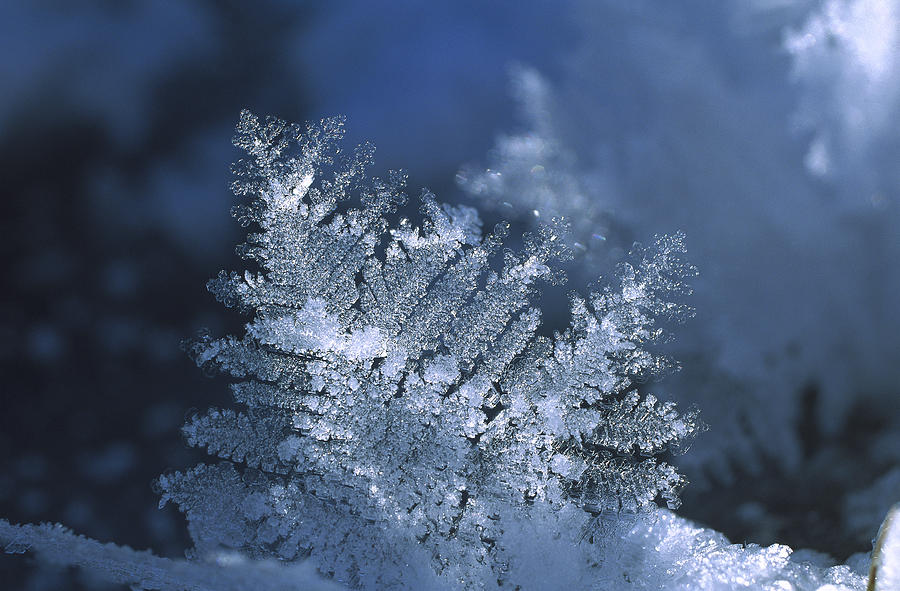 Close-up Of A Snowflake Showing Photograph by Konrad Wothe