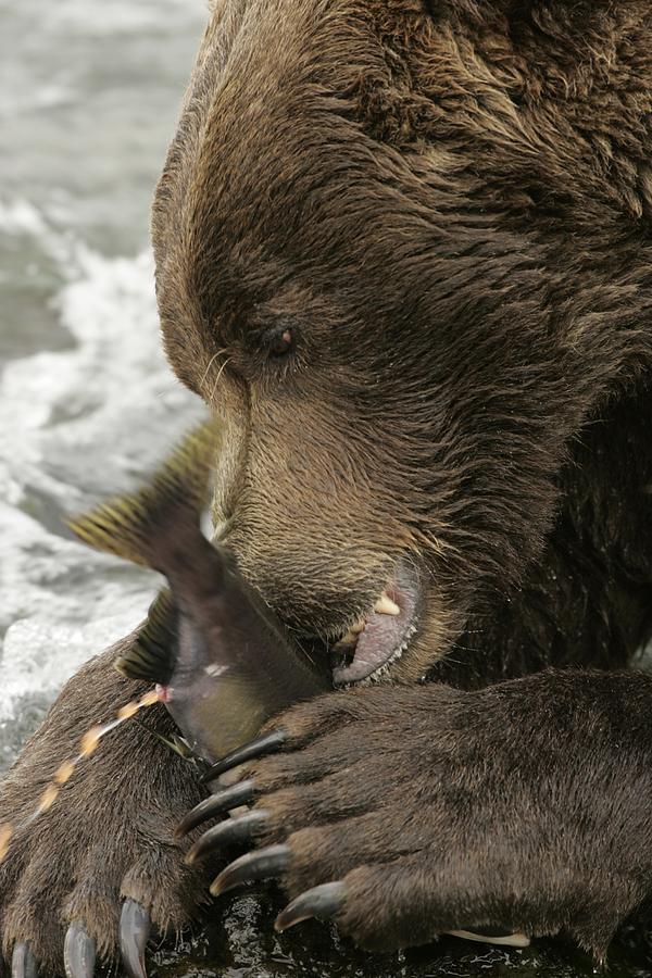 Close Up Of An Alaskan Brown Bear Photograph By Roy Toft