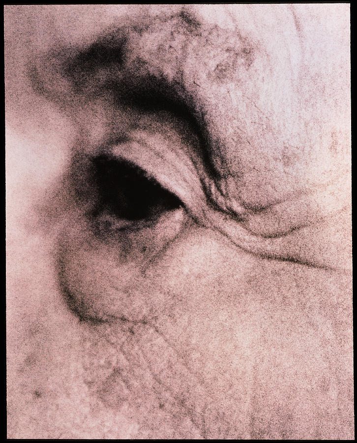Eye Photograph - Close-up Of An Elderly Womans Eye (side View) by Cristina Pedrazzini