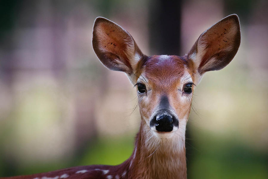 Close Up Of Deer Fawn Head Photograph By Engelhardtzenfoliocom