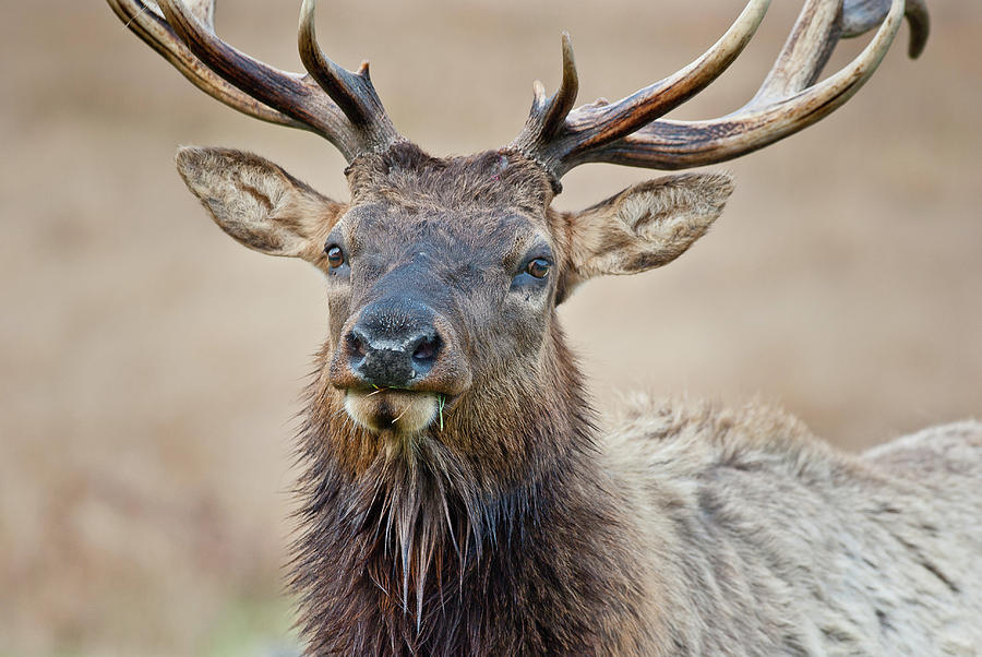 Close-up of Elk Photograph by Greg Nyquist