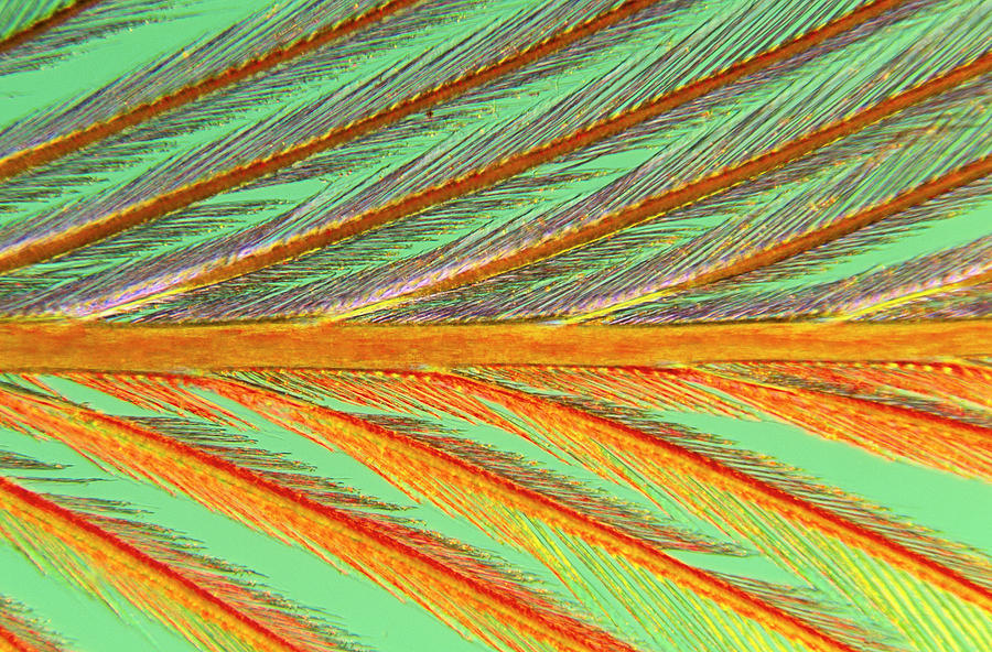 Close Up Of Feather Showing Barbules Photograph by Jan Van Arkel