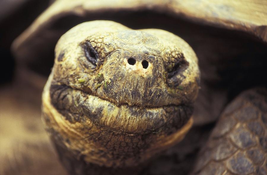 Close-up Of Giant Tortoise Photograph by Axiom Photographic | Fine Art ...