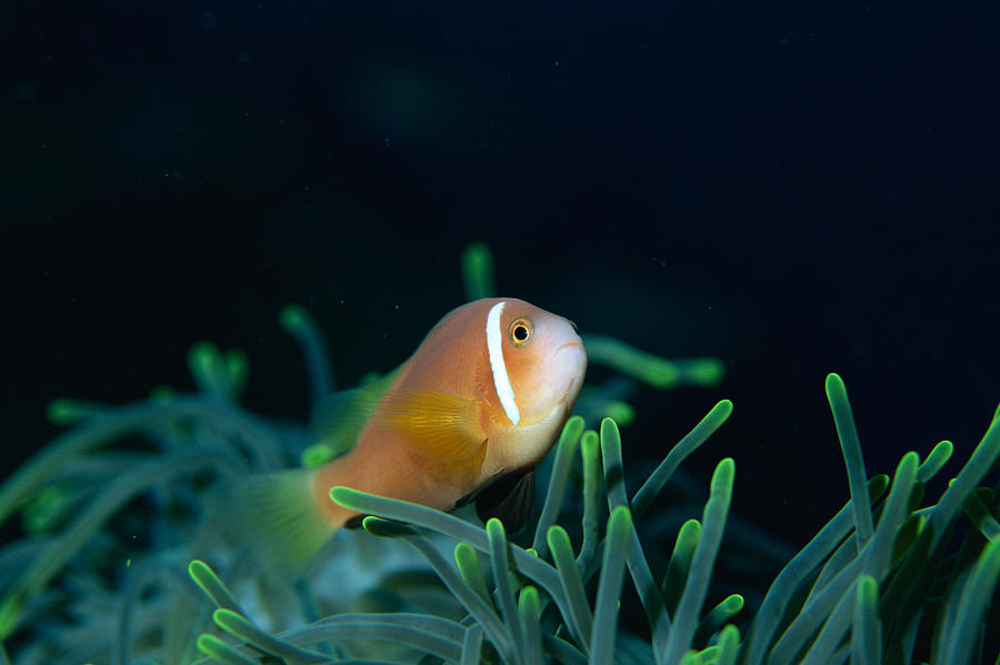 Close Up Of Maldives Anemone Fish, Maldives By Mixa