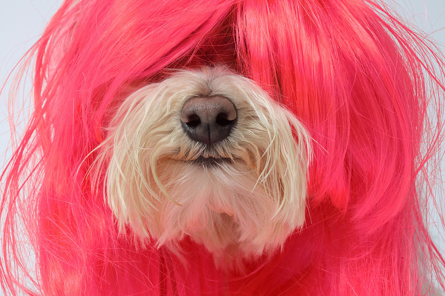 Close-up Of Maltese Poodle Dog In Pink Wig Photograph by GK Hart/Vikki Hart