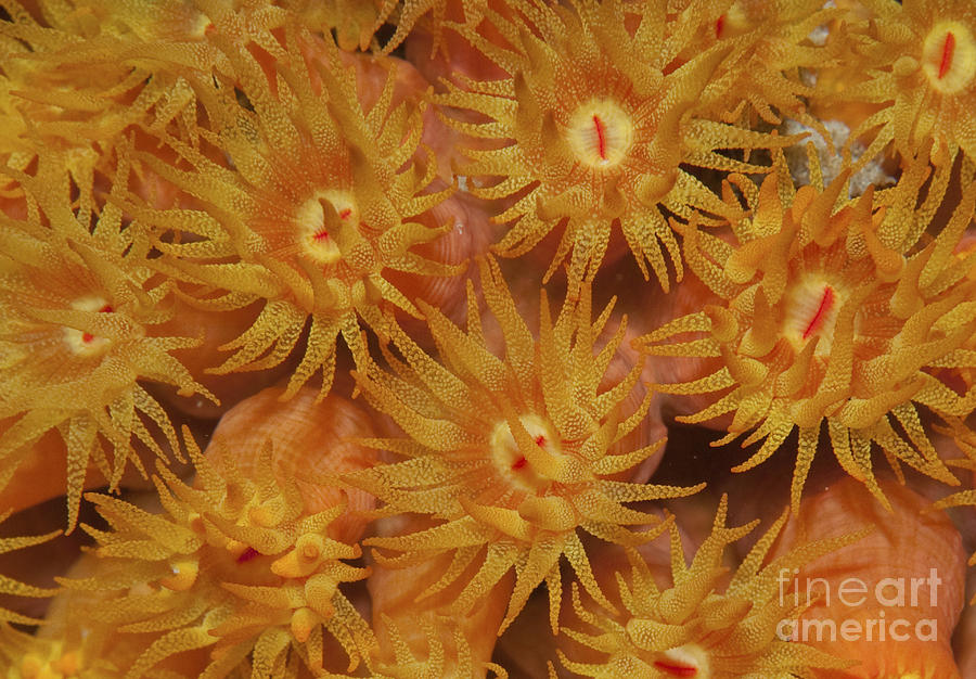 Egg Photograph - Close-up Of Orange Cup Coral by Karen Doody