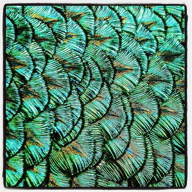 Close Up Of Peacock Feathers At The Zoo Photograph by Kris Gay