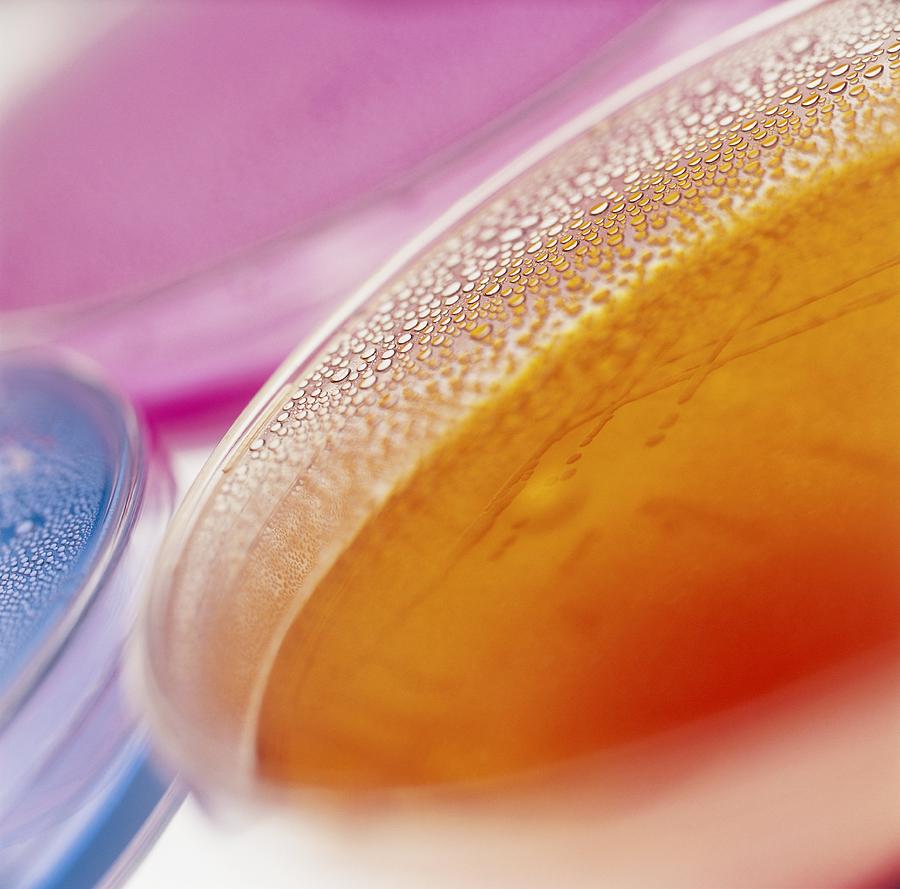 Still Life Photograph - Close-up Of Petri Dishes With Bacterial Cultures by Tek Image