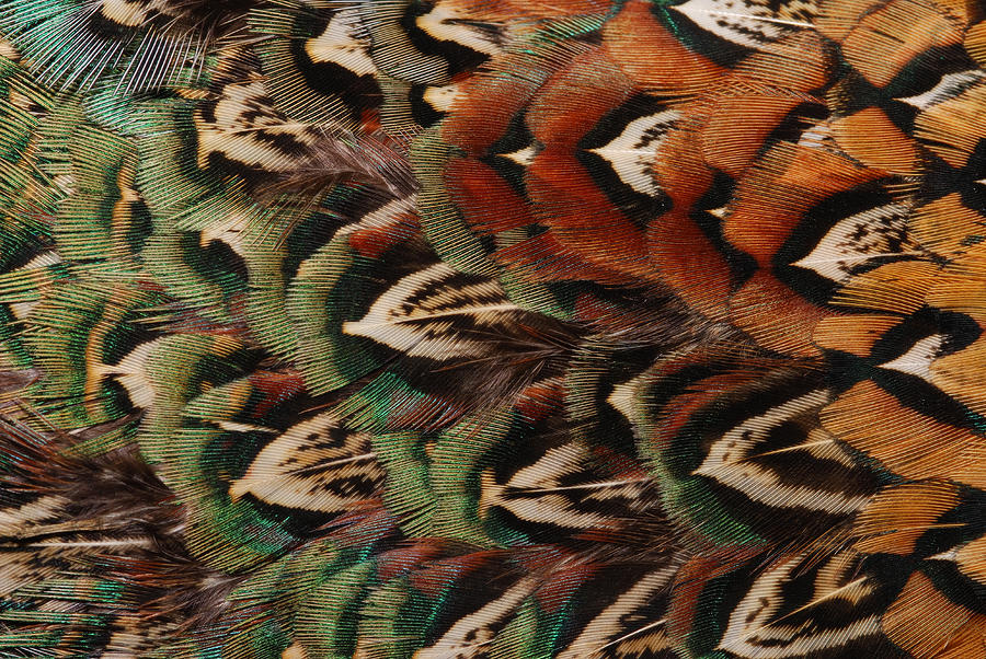 Close Up Of Pheasant Feathers by Darlyne A. Murawski