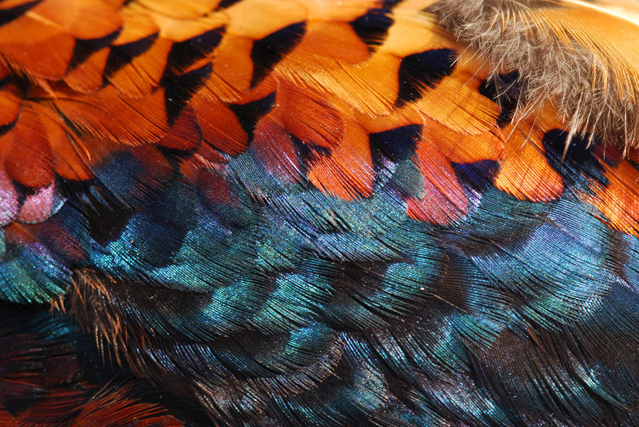 Close Up Of Pheasant Feathers Showing Photograph by Darlyne A. Murawski