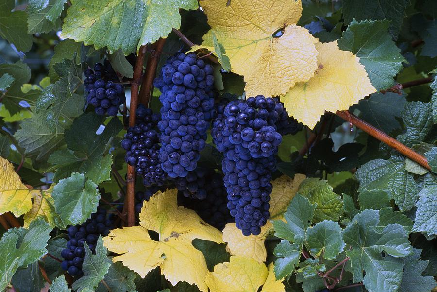 Closeup Of Ripe, Wine Grapes And Leaves Photograph by Natural