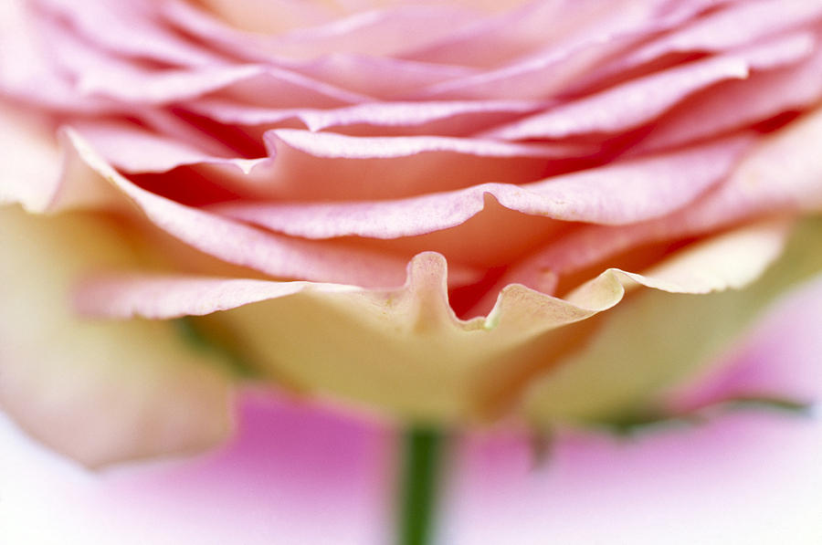 Close Up Of Rose Showing Petal Detail Photograph by Jan Vermeer