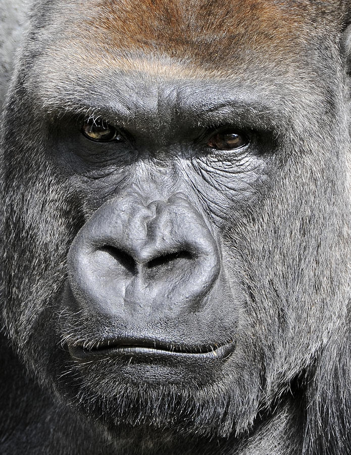 https://images.fineartamerica.com/images-medium-large/close-up-of-silver-back-gorilla-evelyn-peyton.jpg