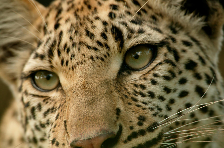 Close Up Of The Face Of A Leopard Photograph by Beverly Joubert