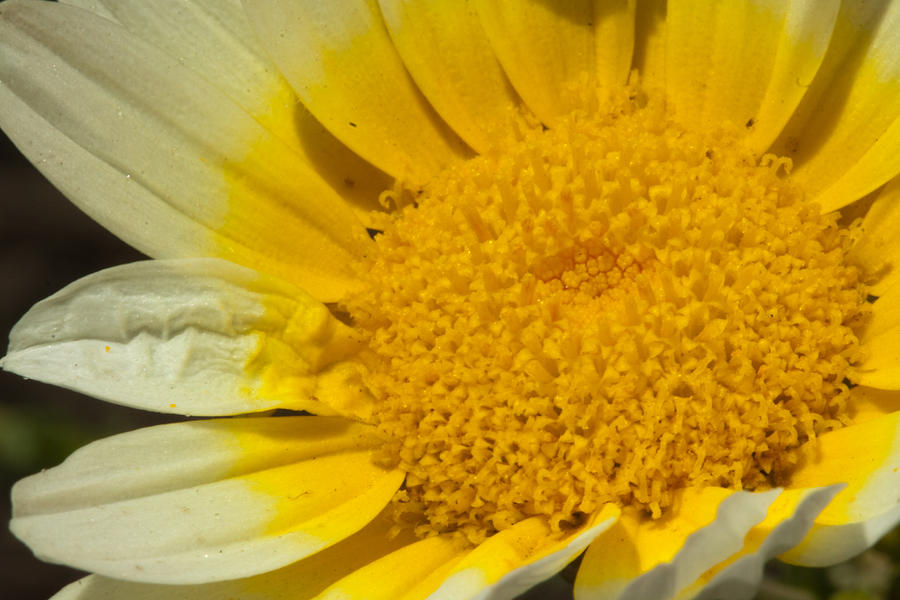 Close up of the inside of a yellow and white sun flower Photograph by Ashish Agarwal
