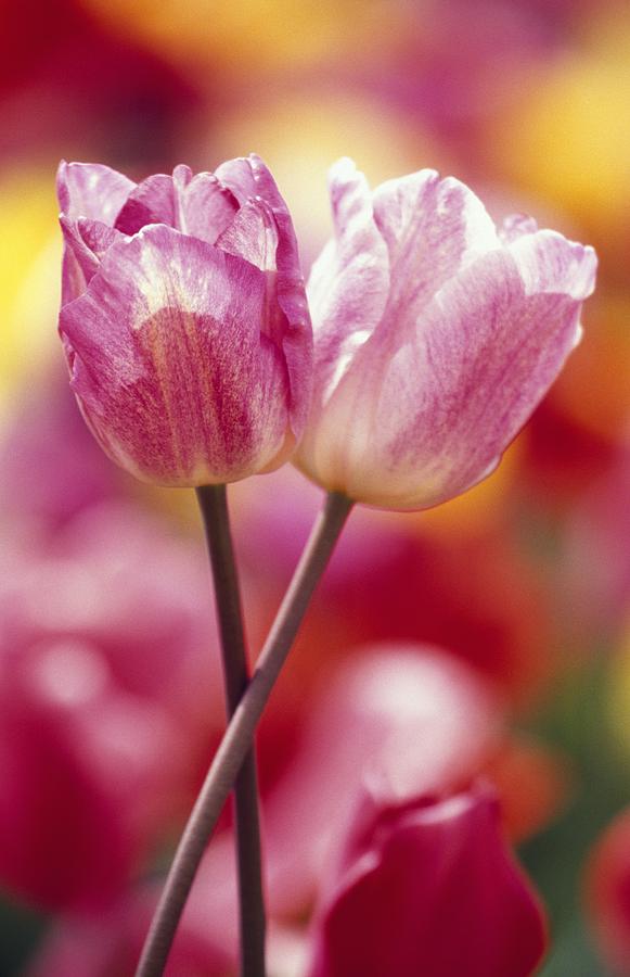 Tulip Photograph - Close-up Of Tulips by Natural Selection Craig Tuttle