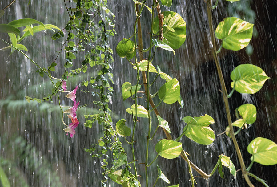 Close-up Of Vines In Tropical Rain Photograph by Konrad Wothe