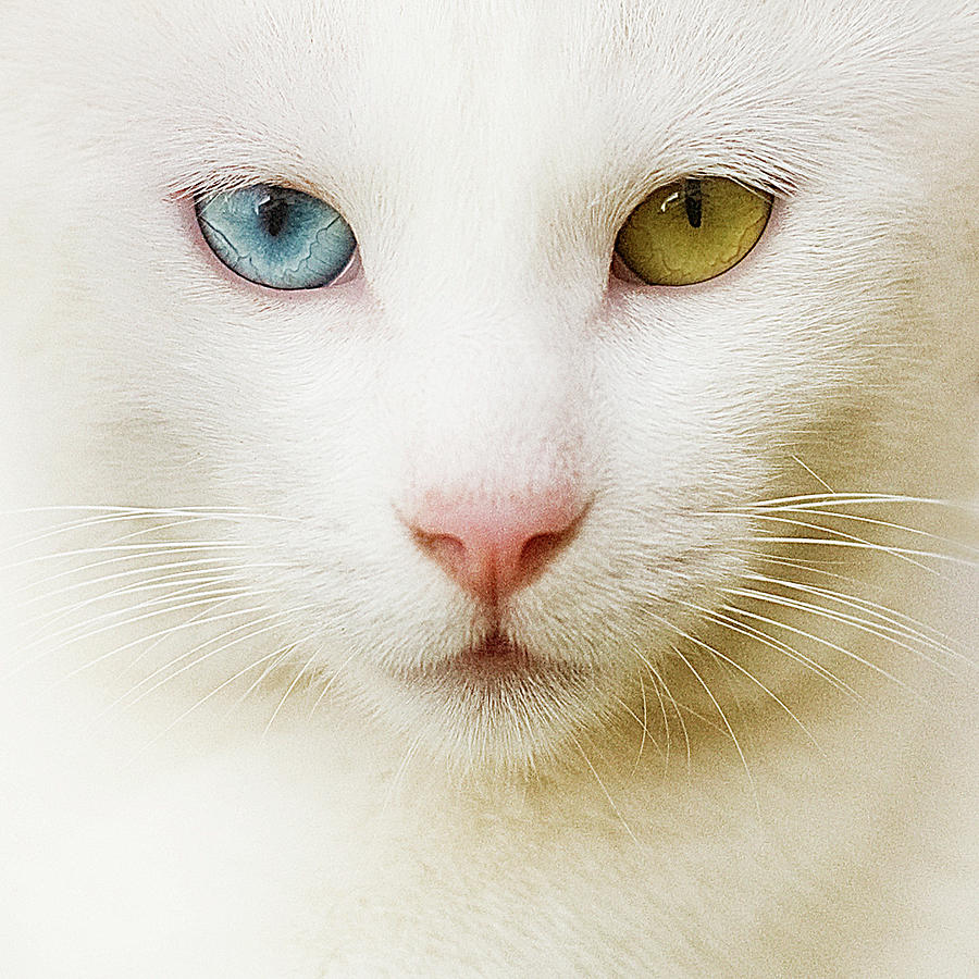 close up of white cat photograph by blink