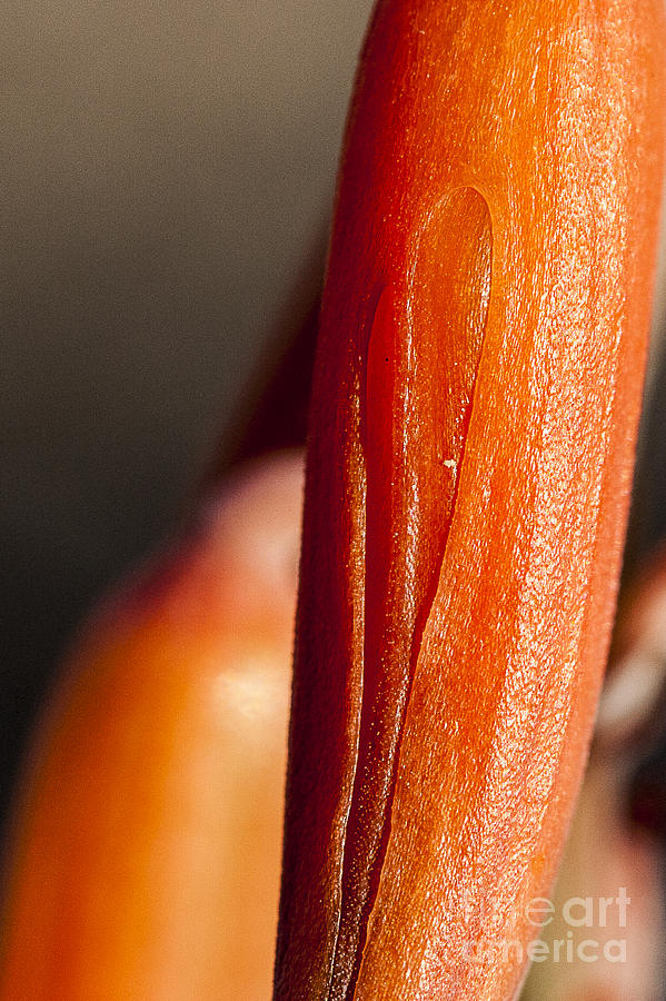 Close-up on Aloe Vera Bud Photograph by Darcy Michaelchuk