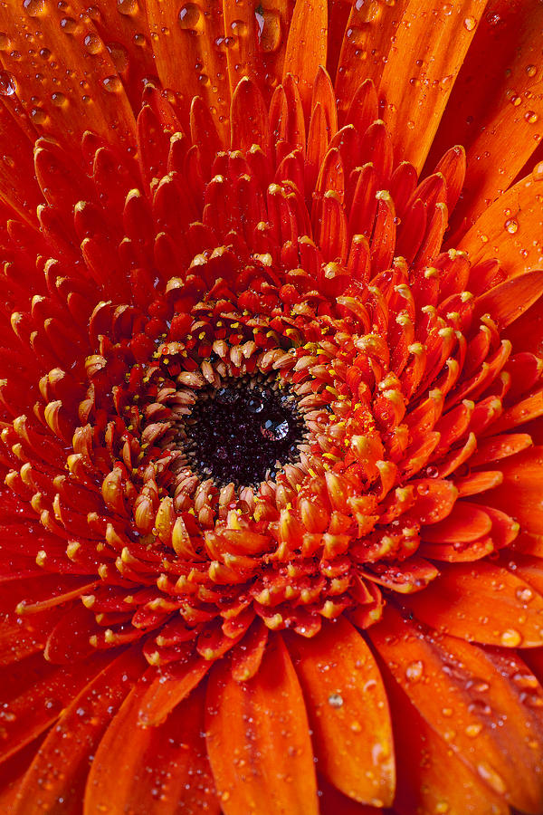 Daisy Photograph - Close up orange mum by Garry Gay