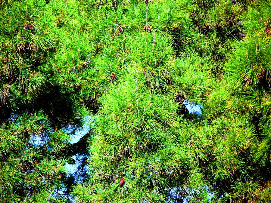 Close up Pine Photograph by Jayne Kerr 