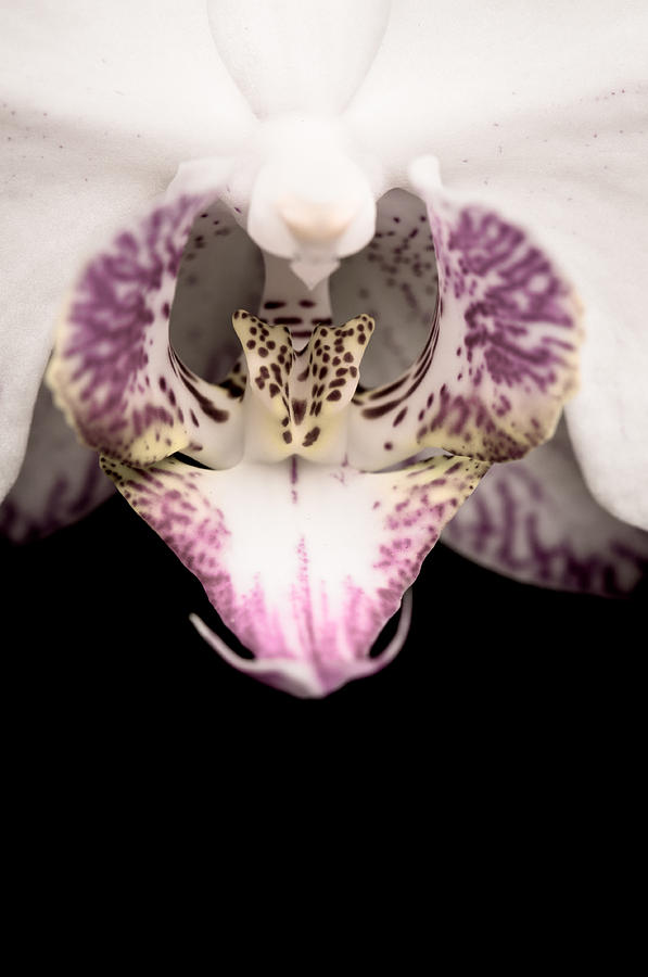 Close Up Shoot Of A Beautiful Orchid Blossom Photograph