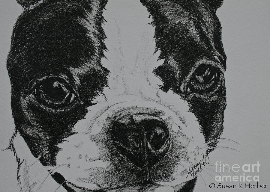 Close Up Drawing by Susan Herber