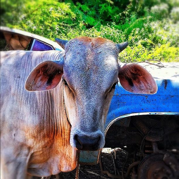 Cow Photograph - Close Up Vacuno by Jose Mata