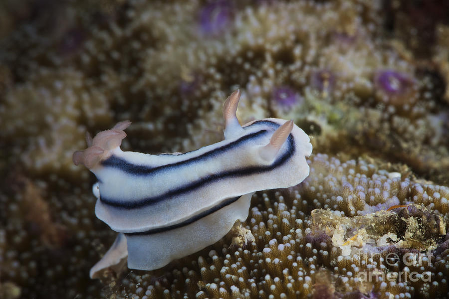 Close-up View Of A Nudibranch Feeding Photograph by Terry Moore