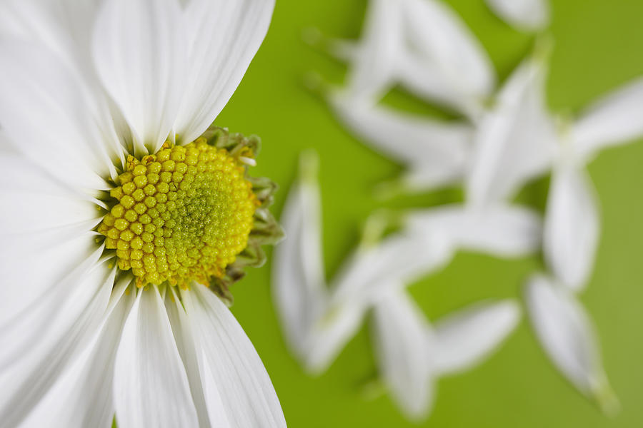 Close-up View Of Daisy Flower Head On Green Background Photograph by David Engelhardt
