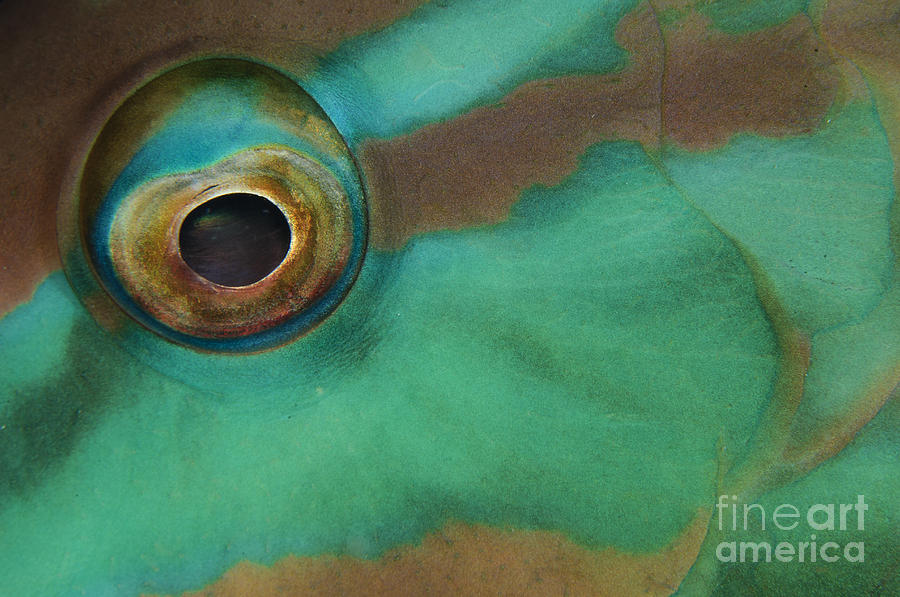 Nature Photograph - Close-up View Of Parrotfish Eye, Belize by Todd Winner
