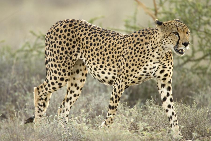 Close View Of A Cheetah Walking Photograph by Roy Toft