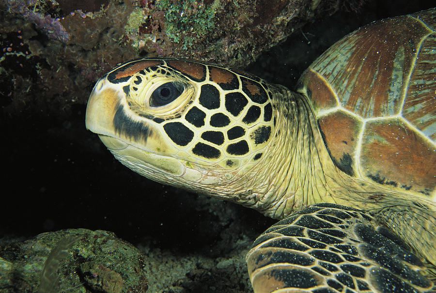 Close View Of A Sea Turtles Head Photograph by Tim Laman