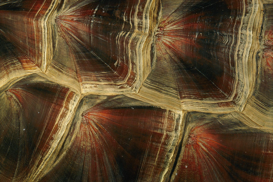 Close View Of Snapping Turtle Shell Photograph by Darlyne A. Murawski