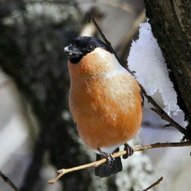 Winter Photograph - #closeup #nature #bird #winter #bulfinch by Andrey Suchkov